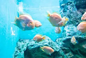 Goldfish Prints: Orange parrot fish in the aquarium