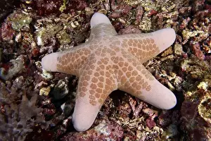 Starfishes Prints: Orange-patterned starfish, granulated roller star (Choriaster granulatus)