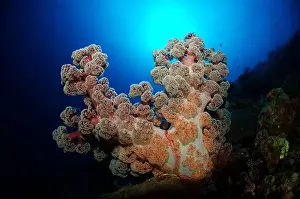 Dendronephthya Prints: An orange, red and white soft coral (Dendronephthya) surrounded by pristine blue water
