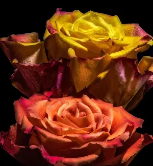 orange red yellow rose blossom pair (rose duo) on black background in vibrant colors