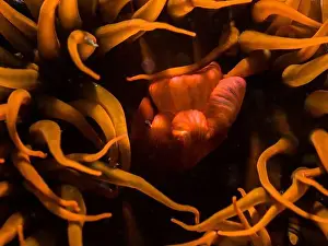 Atlantic Sea Prints: Orange sea anemone underwater closeup of its tentacles and mouth
