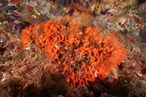 Costa Brava Prints: Orange spiny sponge (Acanthella acuta)