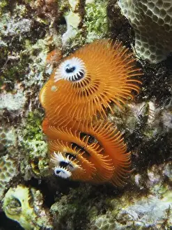 Diving Location Prints: Orange spiral worms, Indo-Pacific Christmas tree worm (Spirobranchus corniculatus)