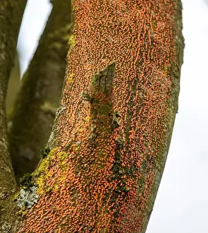 Wiltshire Prints: Orange spots caused by Coral Spot fungus disease
