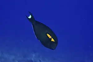 Ray Finned Fishes Prints: Orange-spotted surgeonfish (Acanthurus olivaceus) with a bright orange spot against a blue background