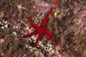 Lies Prints: Orange starfish (Hacelia attenuata) lies on a reef surrounded by colourful rocks