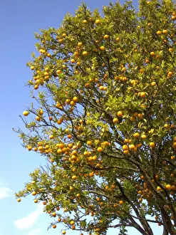 Orange Tree Prints: Orange tree with fruit Portugal