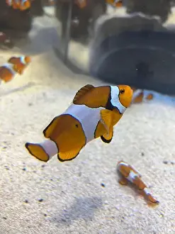Animal Family Prints: An orange and white clown fish in Aquarium