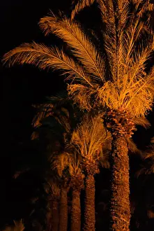 Landscaped Prints: Orange yellow palm trees black space night light photo