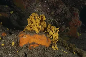 Canaries Prints: Orange-yellow sea sponge, lamellar white sponge (Axinella damicornis)