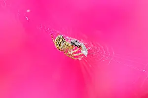 Spiders Prints: Orb Web Spider or Cricket-bat Orb Weaver (Mangora acalypha) in web with prey