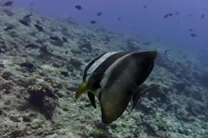 Platax Prints: Orbicular batfish (Platax orbicularis) in the coral reef of Maldives island