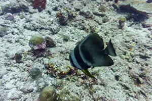 Platax Prints: Orbicular batfish (Platax orbicularis) in the coral reef of Maldives island