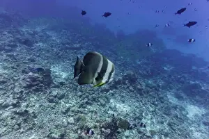 Underwater Photography Prints: Orbicular batfish (Platax orbicularis) in the coral reef of Maldives island