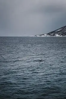 Orca in the arctic ocean in the Lyngen Alps in northern arctic Norway