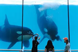 Whale Watching Prints: Orca Display: A Majestic Interaction Between Trainers and Tourists