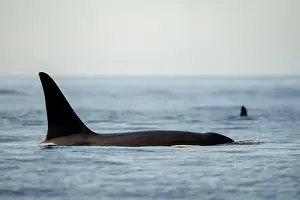 Open Water Prints: Orca Fins Breaking Ocean Surface in Calm Marine Waters
