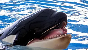 White Water Prints: Orca, killer whale, face of orca, big tongue