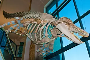 Whale Prints: Orca skeleton, Ilanka Cultural Center, Cordova, Alaska