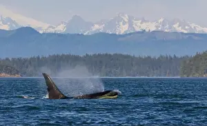 Puget Sound Prints: Orca whale surfacing in front of the Cascade Mountain Range, Washington State