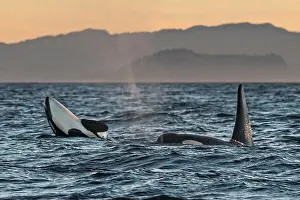 Jumping Prints: Orcas in the Southern Resident Killer Whale endangered J Pod play in the Salish Sea at sunset August 4