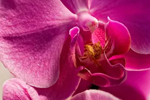 Orchid blossom heart, bright fine art detailed floral color macro portrait of a isolated single pink