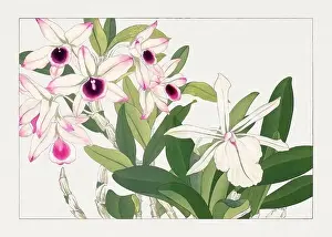 Orchid flowers. Asian art. Japanese flower woodblock art by Tanigami Kônan