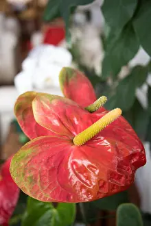 Aromatherapy Prints: Orchid red petal with long yellow stamen in close up