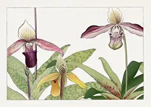Creative Commons Prints: Orchids. Asian art. Japanese flower woodblock art by Tanigami Kônan