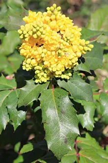 Evergreen Shrub Prints: Oregon Grape - Mahonia aquifolium syn Berberis aquifolium