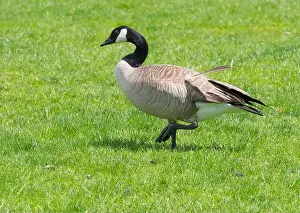 Jamie And Judy Wild Prints: Oregon, USA. Columbia River Gorge National Scenic Area, Canada goose, walking in grass