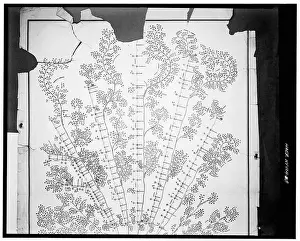 Networks Prints: Organizational diagram of the New York and Erie Railroad, 1855 top half