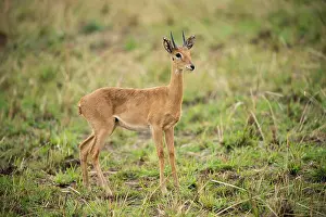 Antelope Prints: Oribi, Ourebia ourebi, Kidepo Valley National Park, Uganda