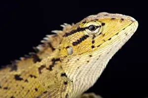 Agama Prints: Oriental garden lizard (Calotes versicolor)