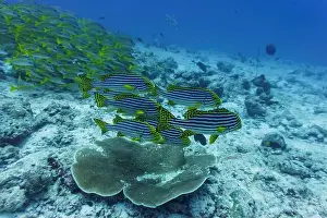 Oriental Sweetlips Prints: Oriental Sweetlips fish (Plectorhinchus vittatus) in the coral reef of Maldives island