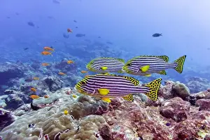 Oriental Sweetlips Prints: Oriental Sweetlips fish (Plectorhinchus vittatus) in the coral reef of Maldives island