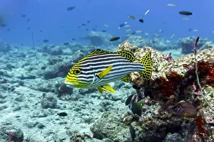 Oriental Sweetlips Prints: Oriental Sweetlips fish (Plectorhinchus vittatus) in the coral reef of Maldives island