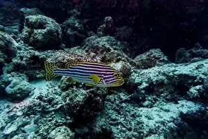 Oriental Sweetlips Prints: Oriental Sweetlips fish (Plectorhinchus vittatus) in the coral reef of Maldives island