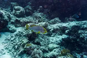 Oriental Sweetlips Prints: Oriental Sweetlips fish (Plectorhinchus vittatus) in the coral reef of Maldives island