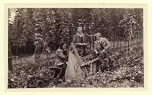 Old Fashioned Prints: Original 1930's era photograph of hop Pickers picking hops and putting them into bins or cribs in 1936