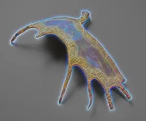 Antler Prints: Ornamental shield made from each's antler Shield of a moose antler