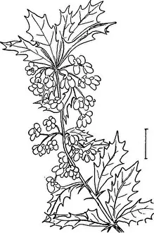 Bookyear1910 Prints: Ornamental shrubs of the United States (hardy)