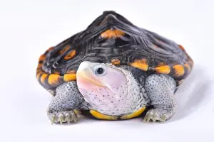 Ornate diamondback terrapin, Malaclemys terrapin macrospilota