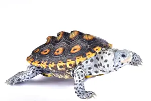 Terrapin Prints: Ornate diamondback terrapin, Malaclemys terrapin macrospilota