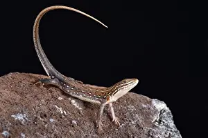 The Ornate Sandveld Lizard (Nucras ornata) is a medium sized, diurnal, lizard species found in Southern Africa