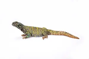 Spiny Tailed Prints: Ornate spiny-tailed lizard (Uromastyx ornata ornata)