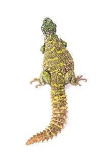 Spiny Tailed Prints: Ornate spiny-tailed lizard (Uromastyx ornata ornata)