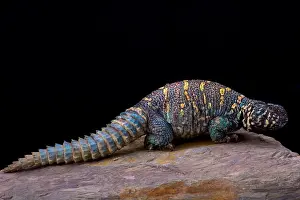 Spiny Tailed Prints: Ornate spiny-tailed lizard (Uromastyx ornata ornata)