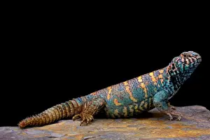 Ornate spiny-tailed lizard (Uromastyx ornata ornata)