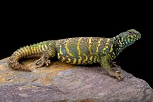 Spiny Tailed Prints: Ornate spiny-tailed lizard (Uromastyx ornata ornata)